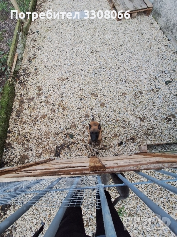 Белгийска Малиноа , снимка 2 - Белгийска овчарка - 52624108