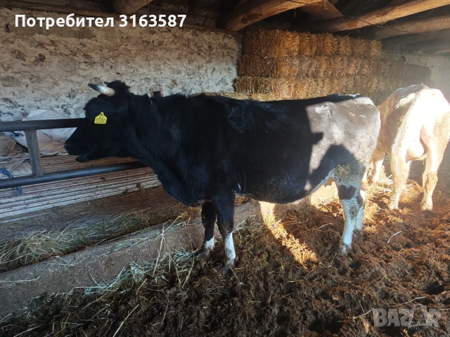 Заплодени юници и крава, снимка 8 - Крави - 52544282