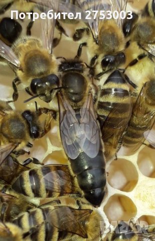 ОПЛОДЕНИ Пчелни майки - Карпатка и Карника, снимка 6 - За пчели - 40274783