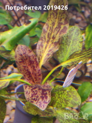 Ехинодориус, снимка 2 - Други - 40821379