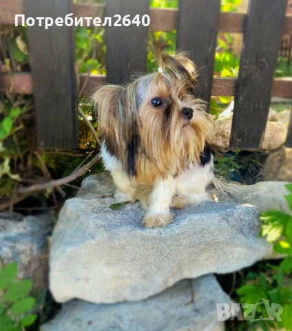 Бивер йоркширски териер (Biewer-Yorkie), снимка 12 - Йоркширски териер - 53409225