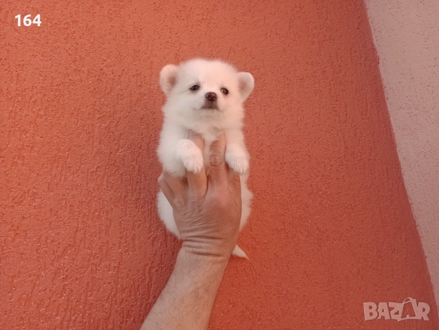 Мини Шпиц - Померан. Мъжки и женски кученца. , снимка 9 - Немски шпиц - 53761094