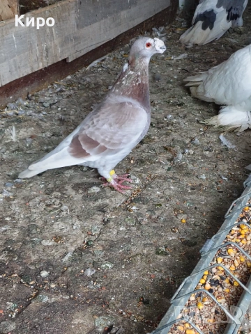 Драгуни, снимка 2 - Гълъби - 53580280