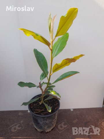 Магнолия Грандифлора (Вечнозелена), снимка 12 - Градински цветя и растения - 41378647