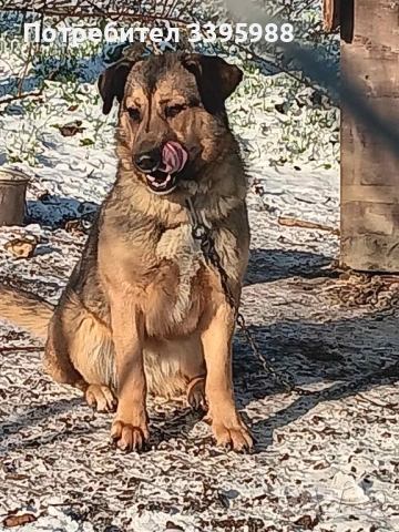 Подаряваме куче, снимка 14 - Изгубени/намерени - 52381561