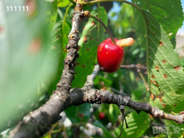 Череша уникат за колекционери и ценители 