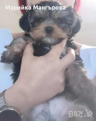 Мини Йоркита много игриви , снимка 8 - Йоркширски териер - 52299919