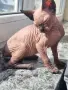 Канадски сфинкс, котенца, снимка 10