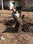 Катунски кокошки , снимка 2