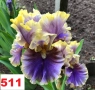 Сортови вискоки ириси /брадати ириси, снимка 2