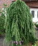 Larix decidua pendula(Ларикс пендула), снимка 2