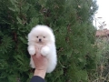 Померан. Бяло момче. Реални снимки!, снимка 3