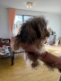 Продава се: Йоркшир Тоти на 7 месеца, снимка 2