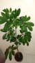 ШЕФЛЕРА  - Височина около 80 см, снимка 1 - Стайни растения - 41699330
