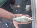 Риба зарибител амур и шаран, снимка 1