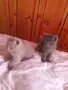 Британски късокосмести котета,  обезпаразитени с хигиенни навици , снимка 4