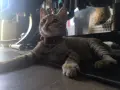 Подарявам малко котенце, снимка 1