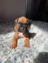 Малки кученца- Боксер, снимка 4