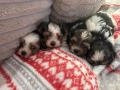 Бивър йорки кученца на Супер цена , снимка 3