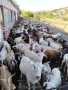 Продавам кози, снимка 2