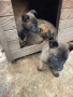Продавам Белгийски овчарки, снимка 3