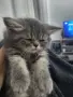 Персийски котарак , снимка 1