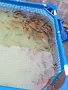 Продавам Езерни златни рибки, снимка 3