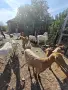 Продавам 8 кози и 4 ярета – обл. Ивайловград, снимка 6