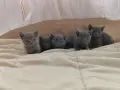 Британска късокосместа котка, снимка 4