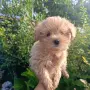 Малтипу♥️♥️Момичета, снимка 4
