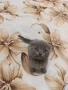Шотландско клепоухо коте , снимка 5