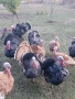 продавам домашно гледани пуйки пуяци за празниците , снимка 17