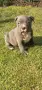 Американско були покет  American bully , снимка 10