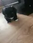 Мъжки  Пекинези, снимка 7