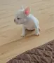 Френски булдог !!!, снимка 11