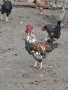 Домашни петли, снимка 3