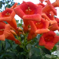 Текома, снимка 1 - Градински цветя и растения - 42727990