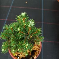 Канадски Смърч, Picea glauca Sanders Blue, снимка 3 - Градински цветя и растения - 40514435
