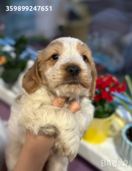 Кокер шпаньол , снимка 1