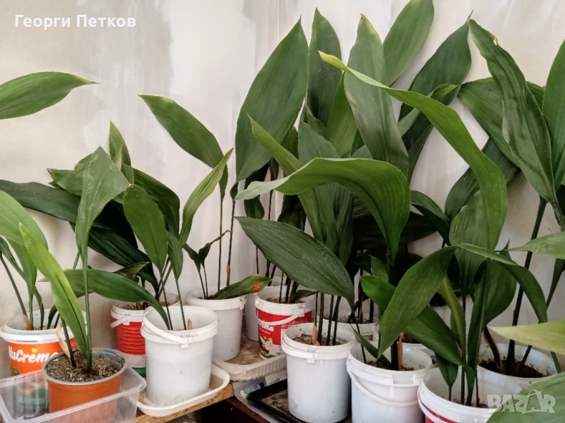 Семейно щастие (Аспидистра) с обща височина 40-50см., снимка 1