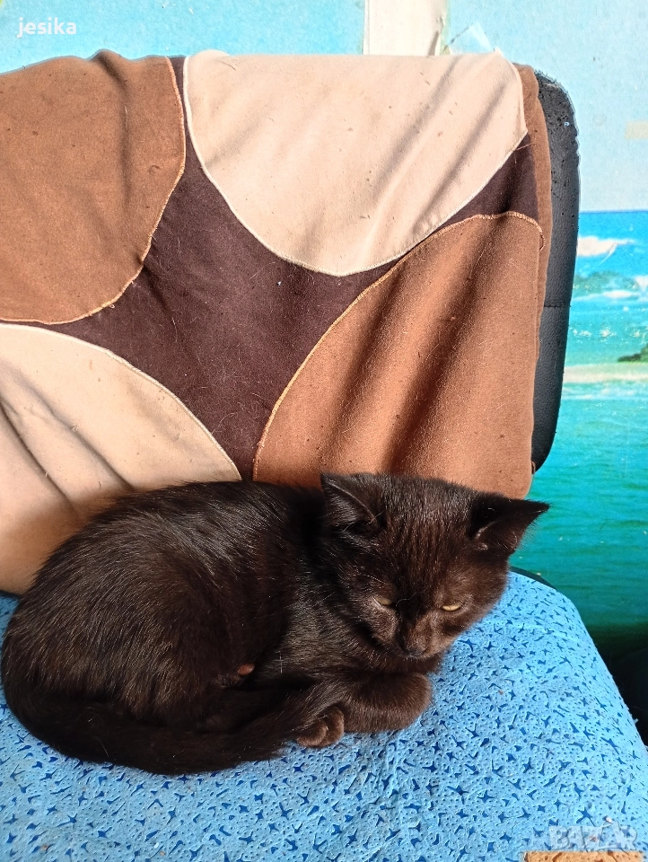 малки сладки котенца полуперсийчета , снимка 1