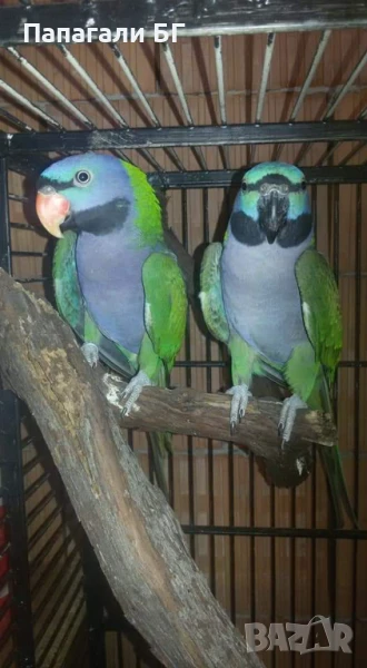 КИТАЙСКИ АЛЕКСАНДЪР , снимка 1