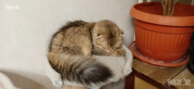 За разплод. Шотландски дългокосмест клепоух. , снимка 1