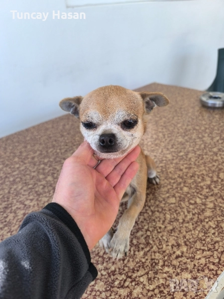 чихуахуа , снимка 1