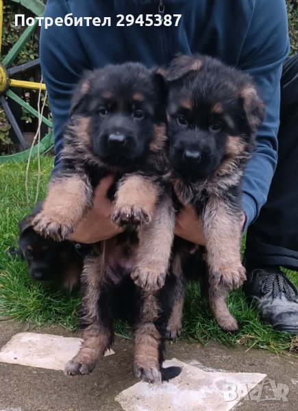 Von Karadjov Haus-Немска овчарка , снимка 1