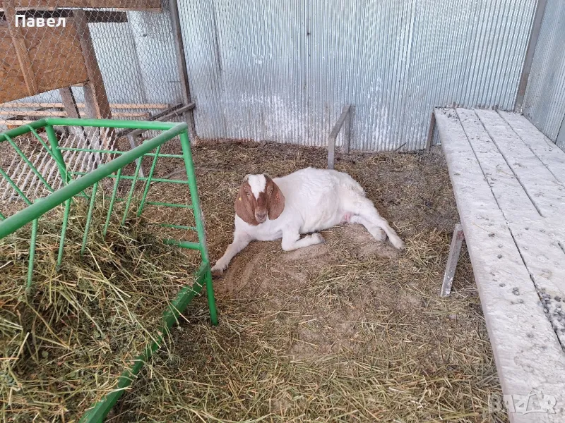 Кози Боер, снимка 1