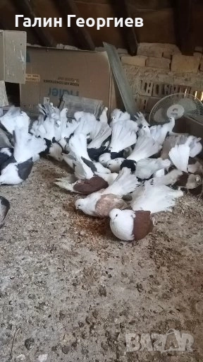 Гълъби , снимка 1