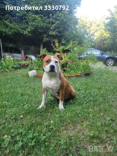 Женски американски стафордширски териер - елитни родители с родословие , снимка 1