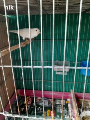 Мъжки канари, снимка 3 - За птици - 51832475