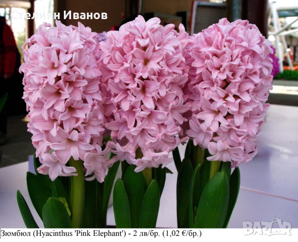 Зюмбюл (Hyacinthus 'Pink Elephant') - луковици